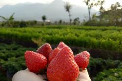 Sensasi Wisata Petik Strawberry dengan Pemandangan Indah Pegunungan Kota Batu 