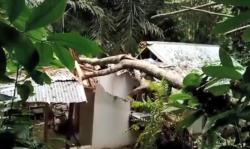 Pohon Tumbang Timpa 1 Rumah Warga di Tana Toraja<