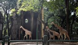 Beautifikasi Kandang Taman Margasatwa Ragunan Butuh Biaya Rp130 Miliar