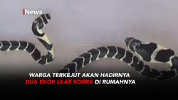 Warga di Sulawesi Barat Terkejut akan Hadirnya Dua Ekor Ular Kobra di Rumahnya