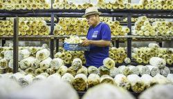 Peluang Bisnis Budi Daya Jamur Tiram, Mudah Dipelajari Permintaan Tinggi 