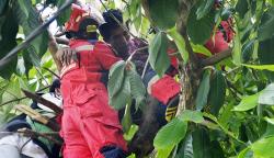 Detik-Detik Pria Tersengat Listrik saat Memanjat Pohon Dievakuasi