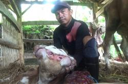 Gunungkidul Geger, Anak Sapi Lahir Berkepala 2