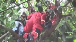 Tersengat Listrik saat Hendak Potong Ranting, Pria Ini Pingsan di Atas Pohon