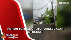 Pohon Tumbang di Jatiasih Bekasi Tutup Akses Jalan<