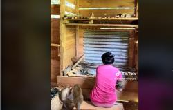Viral, Gadis Dayak Tinggal di Hutan Bersama 2 Kera