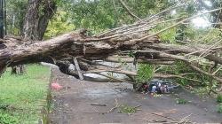 Pohon Tumbang Timpa Pengendara Motor di Jalan Gatsu Indramayu<