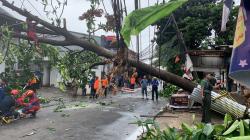 Pohon Tumbang Timpa Kabel Listrik di Jatiasih Bekasi, Lalu Lintas Terputus