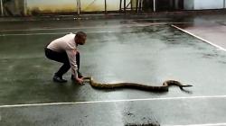 Ular Sanca Ditemukan di Pendopo Sukabumi, Pegawai Sedang Tenis Lari Ketakutan <