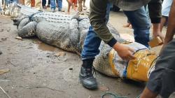 Buaya Raksasa yang Diduga Mangsa Warga Pasaman Barat Tertangkap, Ini Penampakannya
