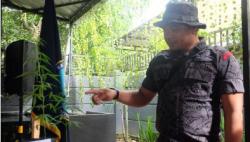 Tanam dan Miliki Ganja Kering 1 Kg, 2 Pria di Balikpapan Ditangkap