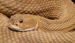 4 Profesi Aneh pada Dunia Medis, Nomor 3 Cukup Terkenal di Abad Ke-18