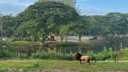 2 Ekor Singa Jantan dan Betina di Solo Safari Dilepas ke Tempat Habituasinya