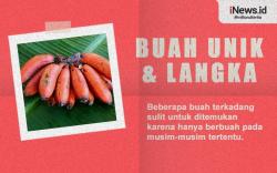 Infografis Buah Paling Langka di Dunia, Ada yang 8 Tahun Baru Berbuah 
