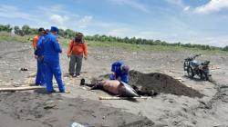Bersihkan Pantai, Warga Jember Temukan Bangkai Lumba-lumba 1,5 Meter