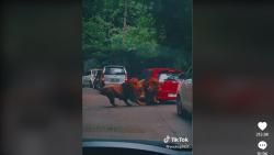 Viral 2 Singa di Taman Safari Prigen Berkelahi Tabrak Mobil Pengunjung hingga Penyok