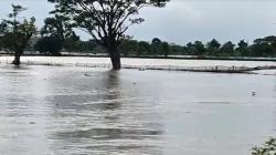 Tanggul Sungai Jebol, Ratusan Hektare Tambak Ikan di Lamongan Kebanjiran