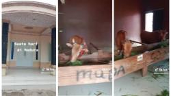 Viral Rumah Mewah di Madura Dijadikan Kandang Sapi Karapan, Netizen: Sultan Sesungguhnya