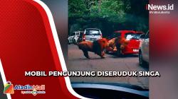 Singa Seruduk Mobil Pengunjung di Taman Safari, Viral di Medsos