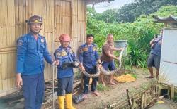 Mangsa Ayam Ternak Warga Cibinong, Ular Sanca 4 Meter Dievakuasi Damkar