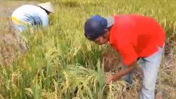 Produksi Padi Indramayu 1,8 Juta Ton per Musim, Bulog hanya Mampu Serap 50.000<