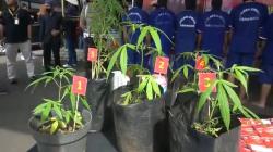 Nekat Tanam Ganja di Halaman Rumah, Pria di Lembang KBB Ditangkap Polisi