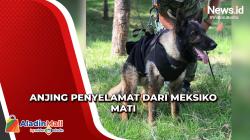 Proteo, Anjing Penyelamat dari Meksiko Mati saat Cari Korban Gempat Turki