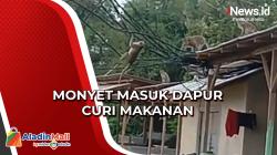 Warga Sampang Ketakutan, Kawanan Monyet Liar Masuk Permukiman