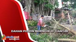 Dahan Pohon Beringin Patah di Gianyar, Akses Warga Tertutup