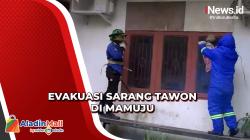 Dramatis, Petugas Damkar Evakuasi Sarang Tawon Vespa di Kantor Capil Mamuju