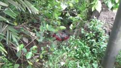 Diduga Sopir Ngantuk, Minibus Angkut Satu Keluarga di Jember Terjun ke Jurang