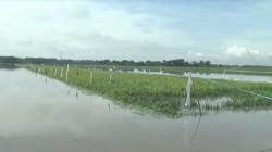 Luapan Sungai Bengawan Solo Rendam Ratusan Hektare Tanaman Padi di Klaten
