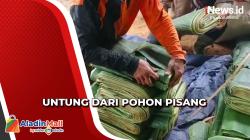 Cuan dari Budi Daya Pohon Pisang di Bogor, Omzet Mencapai Puluhan Juta per Bulan