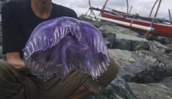 Penampakan Puluhan Ubur-Ubur Ungu Terdampar di Pantai Teluk Palu