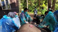 Sakit Infeksi Gigi Tak Mau Makan, Gajah Dwiki Berusia 43 Tahun Akhirnya Mati