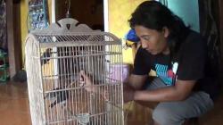Mantan TKI di Cilacap Sukses Budi Daya Burung Murai Batu, Cuan Rp10 Juta per Bulan