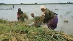 Tanggul Anak Sungai Bengawan Solo Jebol, Petani Bojonegoro Terpaksa Panen Dini 