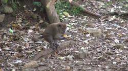 Diduga Kelaparan, Gerombolan Kera di Aceh Besar Curi Makanan Wisatawan 