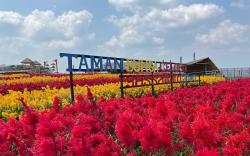 Kampung Wisata Yasaman Cindo, Romantis Bikin Malas Pulang 