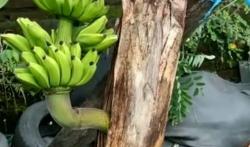 Viral Pisang Terbalik Tumbuh di Batang Diyakini Ada Karomah dari Senopati Kasultanan Demak