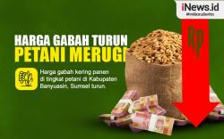 Infografis Harga Gabah Turun Petani di Banyuasin Merugi