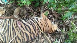 Harimau di Aceh Timur Mati, Ada 3 Ekor Bangkai Kambing di Sekitar Lokasi