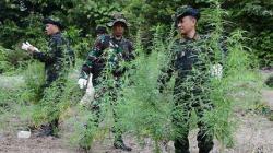 Ladang Ganja Ditemukan di Pegunungan Indragiri Aceh Besar, Langsung Dimusnahkan