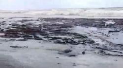 Tumpahan Aspal dari Kapal MV AASIH Mulai Cemari Spot Surfing di Nias Utara