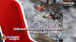 Misteri Ribuan Ikan Ditemukan Mati di Pesisir Pantai Baubau Belum Terungkap
