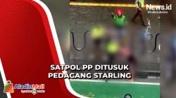 Tak Terima Ditegur, Pedagang Starling Tusuk Petugas Satpol PP di Bundaran HI