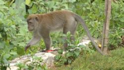 Ratusan Kera Ekor Panjang Muncul di Objek Wisata Mangunan Bantul<