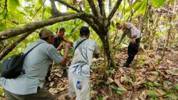 Harimau Sumatra yang Ditemukan Mati di Aceh Diduga Diracun