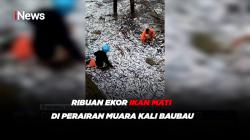 Ribuan Ekor Ikan Mati di Perairan Muara Kali Baubau, Sulawesi Tenggara 
