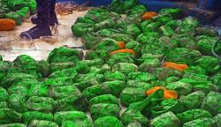 Penampakan 309 Paket Sabu Disembunyikan Dalam Kapal Nelayan di Merak